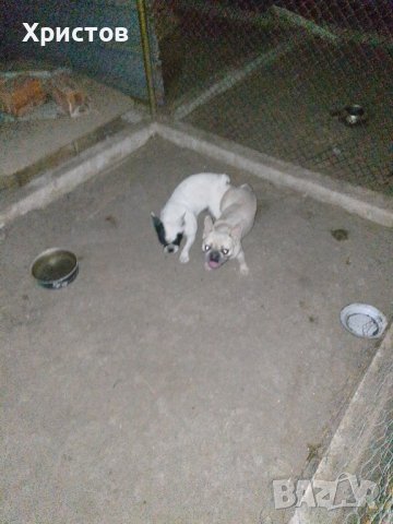 Мъжки френски булдоци за разплод, снимка 6 - Френски булдог - 38870118