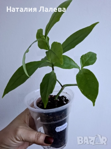 Одонтонема, odontonema, снимка 4 - Стайни растения - 52970933