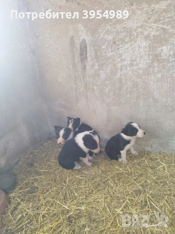 Продавам кученца бордер коли