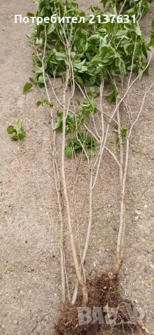 ФИДАНКИ ЛЮЛЯК , снимка 4 - Разсади - 49848991