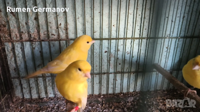 Продавам млади канарчета 2025г., снимка 7 - Канари - 52147318