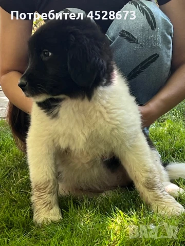 Продавам малки кученца., снимка 1