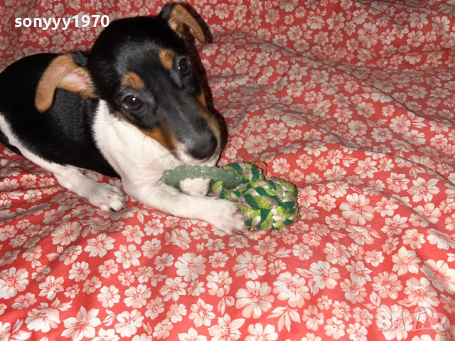 ДЖАК РЪСЕЛ-ЖЕНСКО КОЛЕДНО КУТРЕ 0312251722