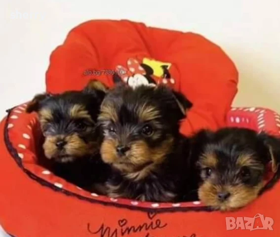 Йоркита, снимка 2 - Йоркширски териер - 50500534