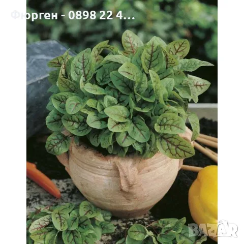     Кървав киселец, лапад, снимка 4 - Разсади - 48300631