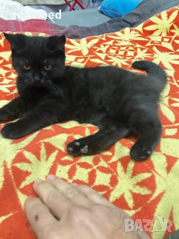 Мъжко британско котенце, снимка 6 - Други животни - 52832799