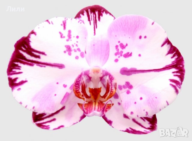 Орхидея фаленопсис Magic art