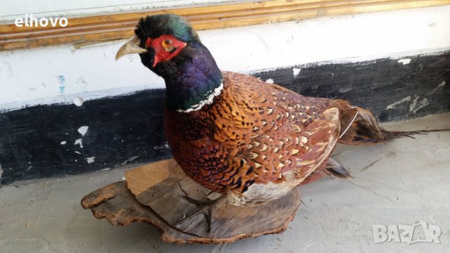 Препариран фазан