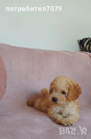 Той пудел, снимка 1