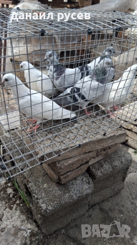 Английски типлери