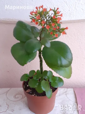 Стаен жен шен,каланхое, дърво на живота и мини скаличка, снимка 4 - Градински цветя и растения - 49531093
