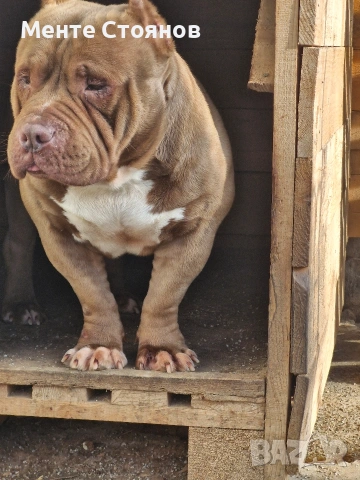 Американско були покет , снимка 5 - Питбул - 53404555