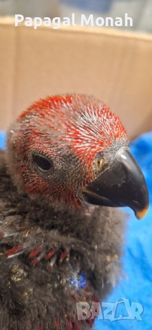 Еклектуси бебета  , снимка 4 - Папагали - 43860662