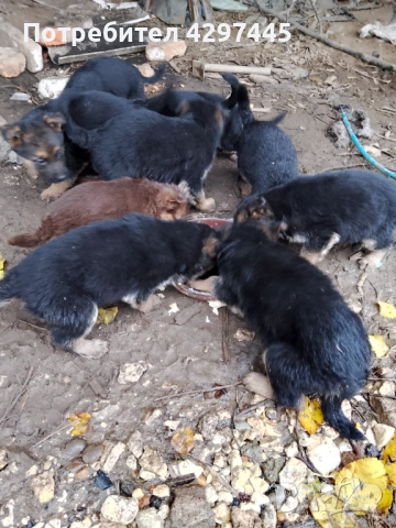 Малки немски овчарки , снимка 5 - Немска овчарка - 52682945
