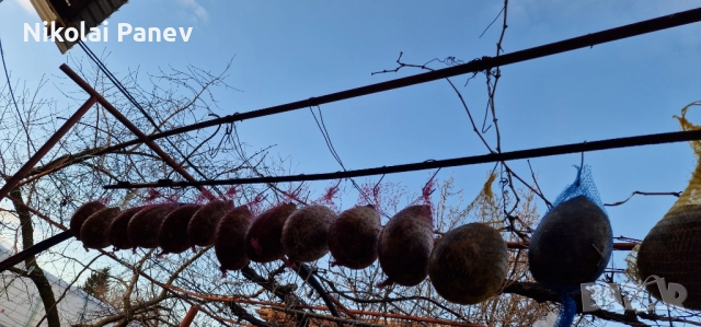 Продавам пуски от домашни прасета, снимка 3 - Прасета - 52948577