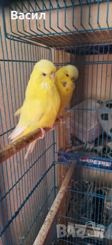 Изложбени вълнисти, снимка 4 - Папагали - 51645259