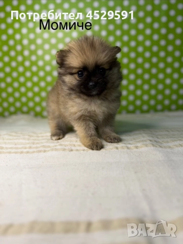 Померан померанче померанчета померани, снимка 7 - Померан - 52952674