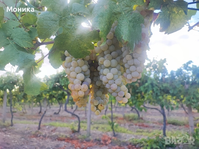Продавам грозде , снимка 1