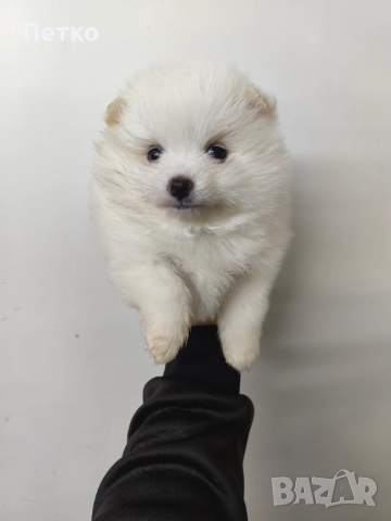 Мини шпиц, снимка 3 - Померан - 52920813