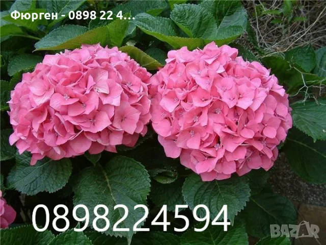 Хортензия- Налични 4 цвята  , снимка 2 - Разсади - 37586795