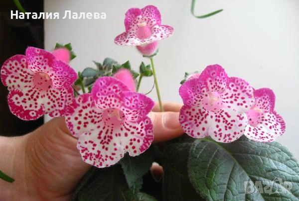 Колерия Марта, Kohleria Ni`s Marta