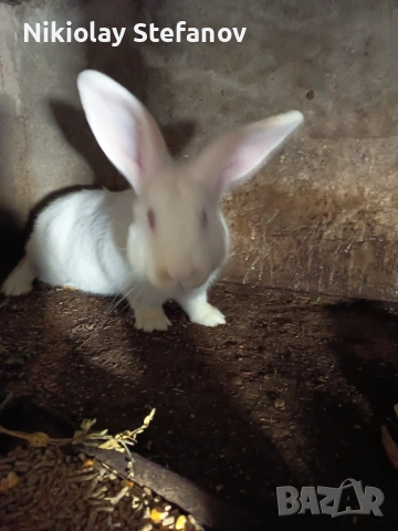 Мъжки заек, снимка 3 - Други животни - 52557600