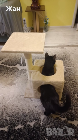 Котешка катерушка