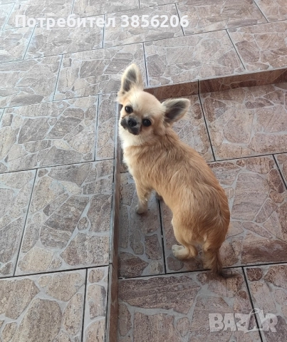 Чихуахуа момче, снимка 4 - Чихуахуа - 52613662