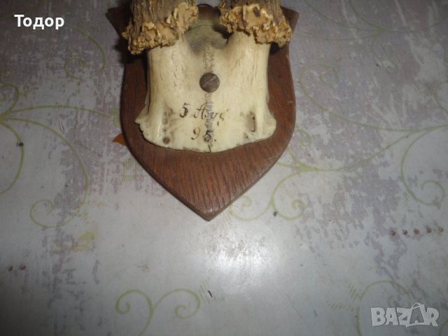Немски ловен трофей 19 век 6, снимка 4 - Антикварни и старинни предмети - 43727536