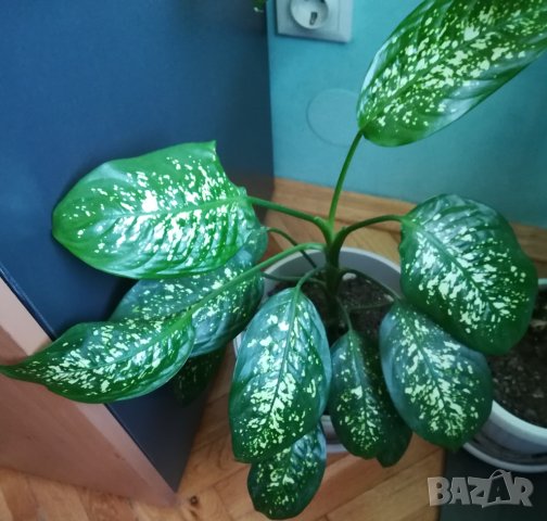 Дифенбахия-стайно растение