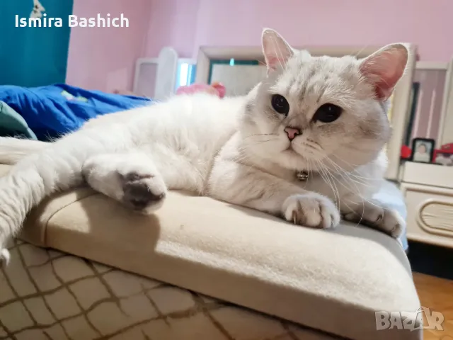 Британска късокосместа, снимка 4 - Търси партньор - 49222279