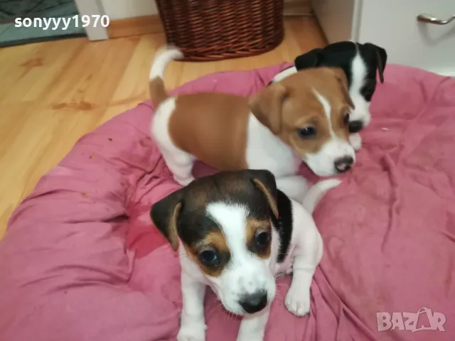 БЕБЕ ДЖАК 250ЛВ ЗА ЕДНО 0402251938, снимка 3 - Джак ръсел териер - 48968353