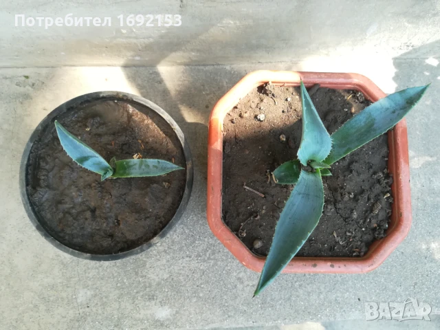 Агаве, снимка 4 - Градински цветя и растения - 51233404