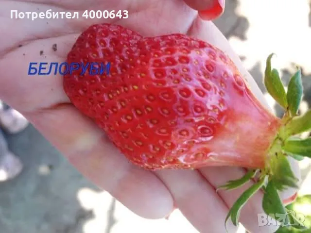 Целогодишен сорт разсад ягоди и малини , снимка 2 - Разсади - 49029718