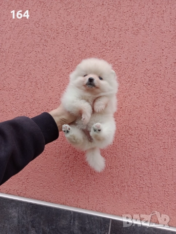 Женски Померани. Момичета. Снимки от 23.12.25 г., снимка 6 - Померан - 52809054