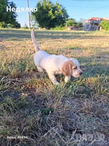 Английски сетерчета , снимка 1