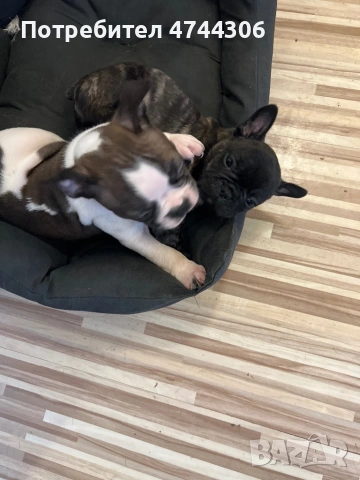 Френски булдочета (мъжки), снимка 10 - Френски булдог - 53571519