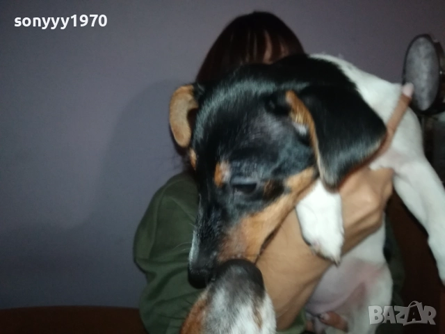 бебе джак ръсел 0112251754, снимка 10 - Джак ръсел териер - 52616116