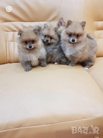 Померан померанчета Гр. София снимки от днес 05.12.2025г, снимка 4 - Померан - 52665938