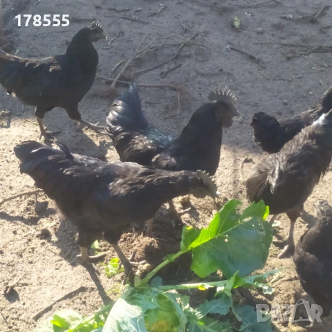 Оплодени яйца от  Аям Кемани!!, снимка 2 - Кокошки и пуйки - 53059699