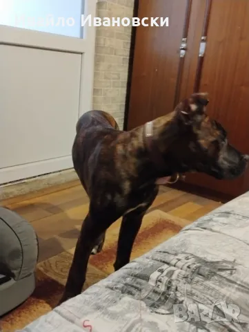 Кане Корсо с родословие,мъжки на 6 месеца с всички ваксини и чип! , снимка 1