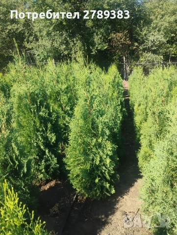 Туя смарагд , глобоза , западна , снимка 4 - Градински цветя и растения - 53053241