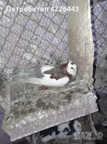 Пернишки капест, снимка 11 - Гълъби - 49426302