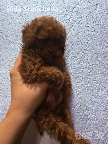 Пудел момченце , снимка 3 - Пудели - 52789505