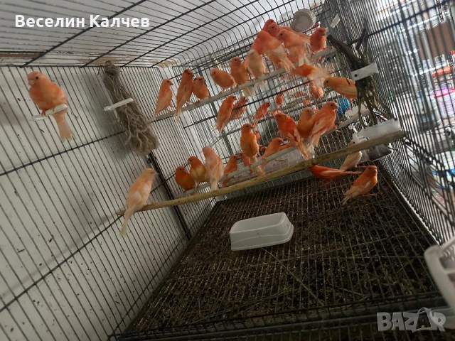 Японски амадини и Канарчета, снимка 1