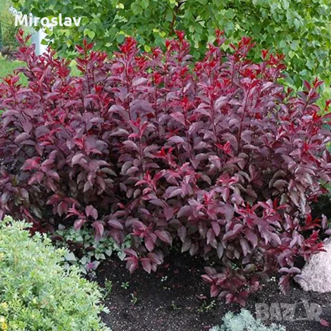 Червенолистна слива (джудже)