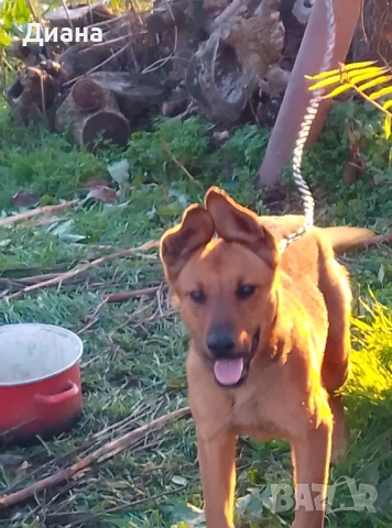 Белогиска овчарка