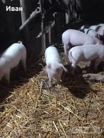 Прасета, снимка 2 - Прасета - 52757302