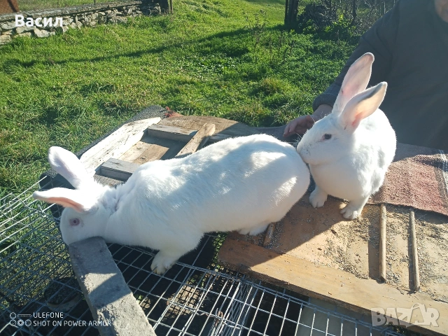 Зайци домашни , снимка 11 - Други животни - 51395663