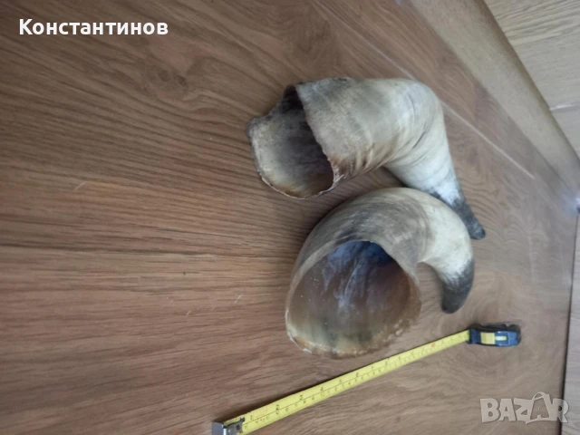 Големи рога за барутници, снимка 3 - Антикварни и старинни предмети - 51331429